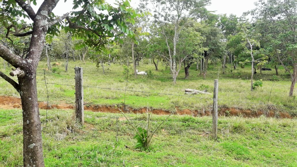 Venda de Chácara em Pirenópolis - Goiás - Brasil